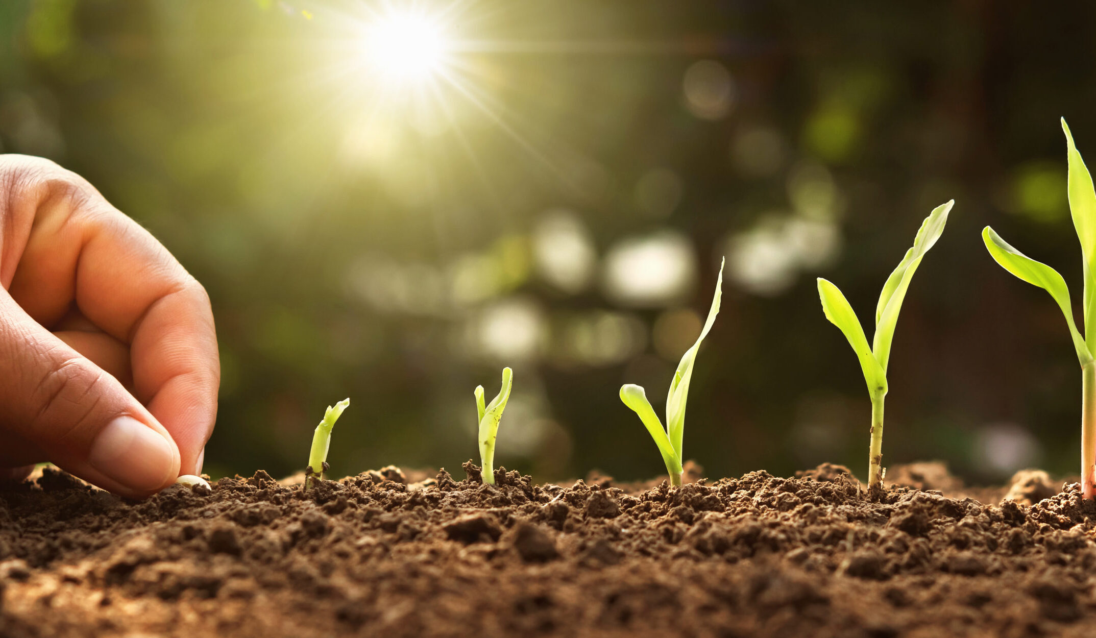 Hand planting corn seed
